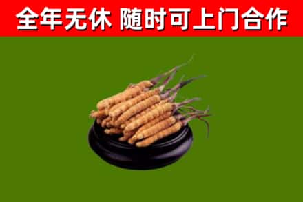 古丈县回收冬虫夏草