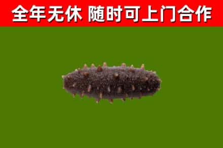 古丈县回收海参干